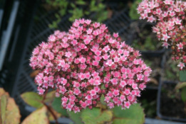 Sedum telephium Hemelsleutel bestellen